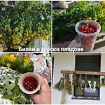 Gæstehus меча стъпка