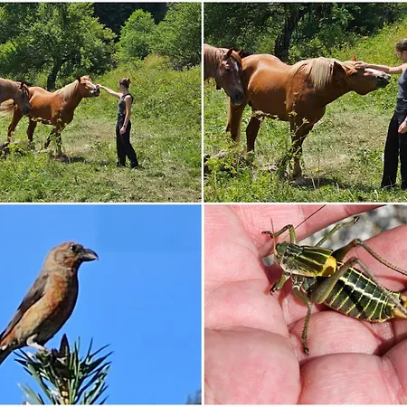 Pensiune меча стъпка