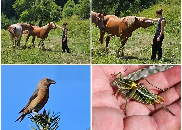 Къща за гости меча стъпка